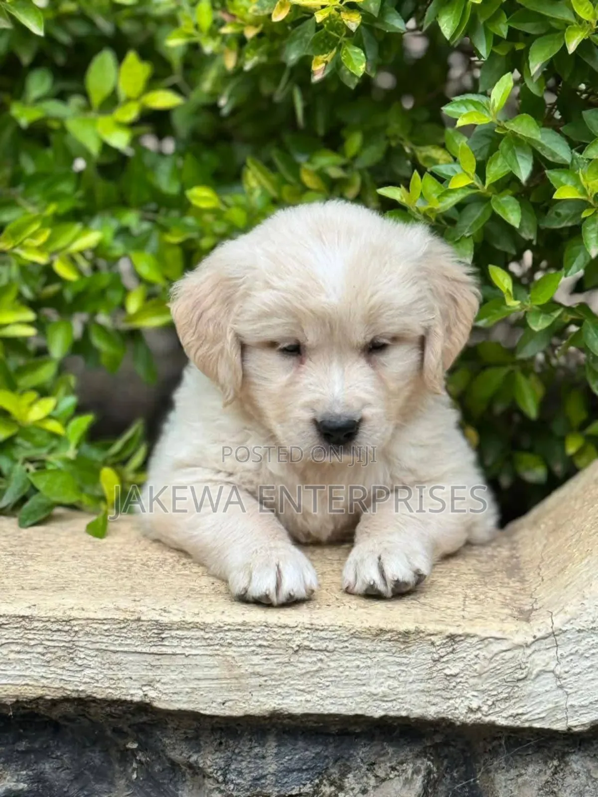 1-3 months Male Purebred Golden Retriever