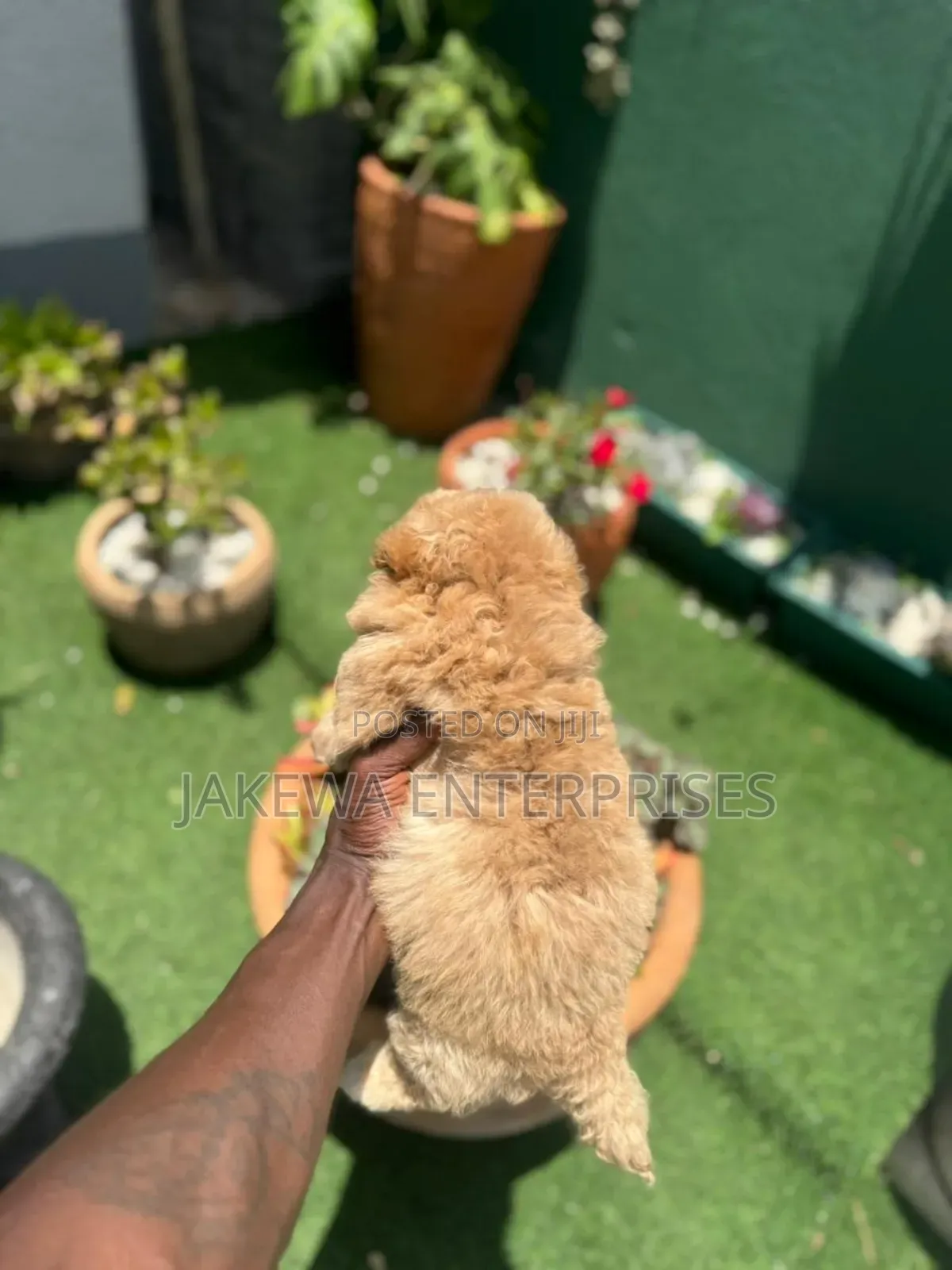 1-3 months Male Purebred Poodle