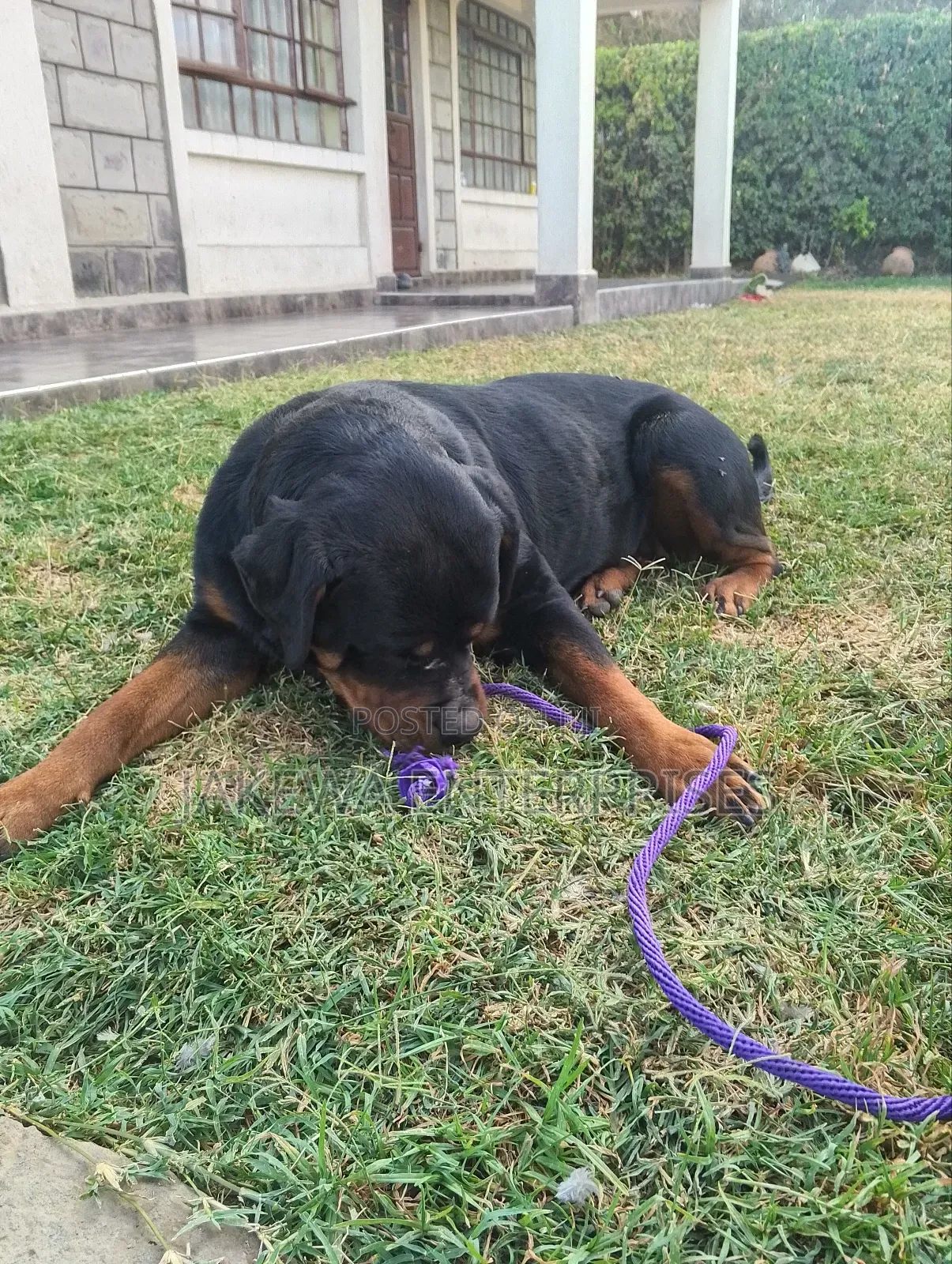 1-3 months Female Purebred Rottweiler