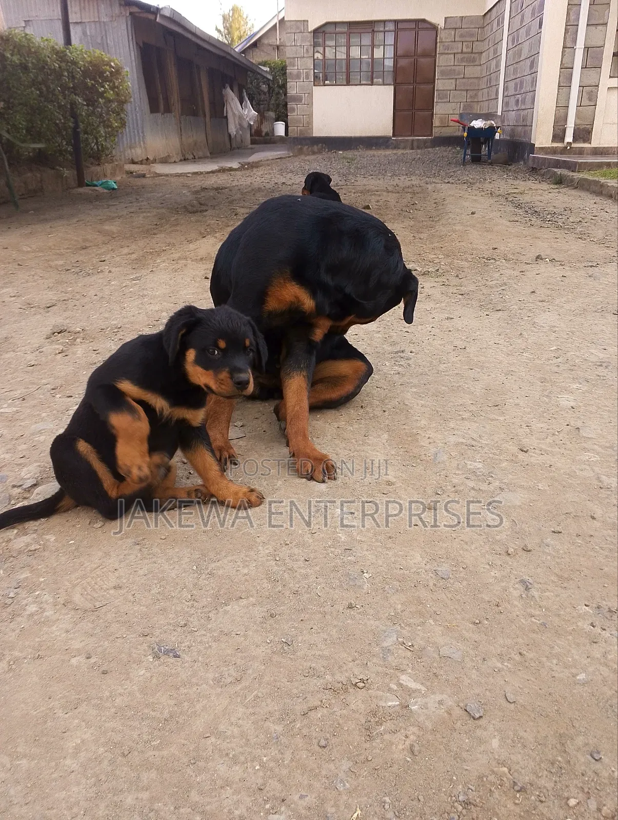 1-3 months Female Purebred Rottweiler