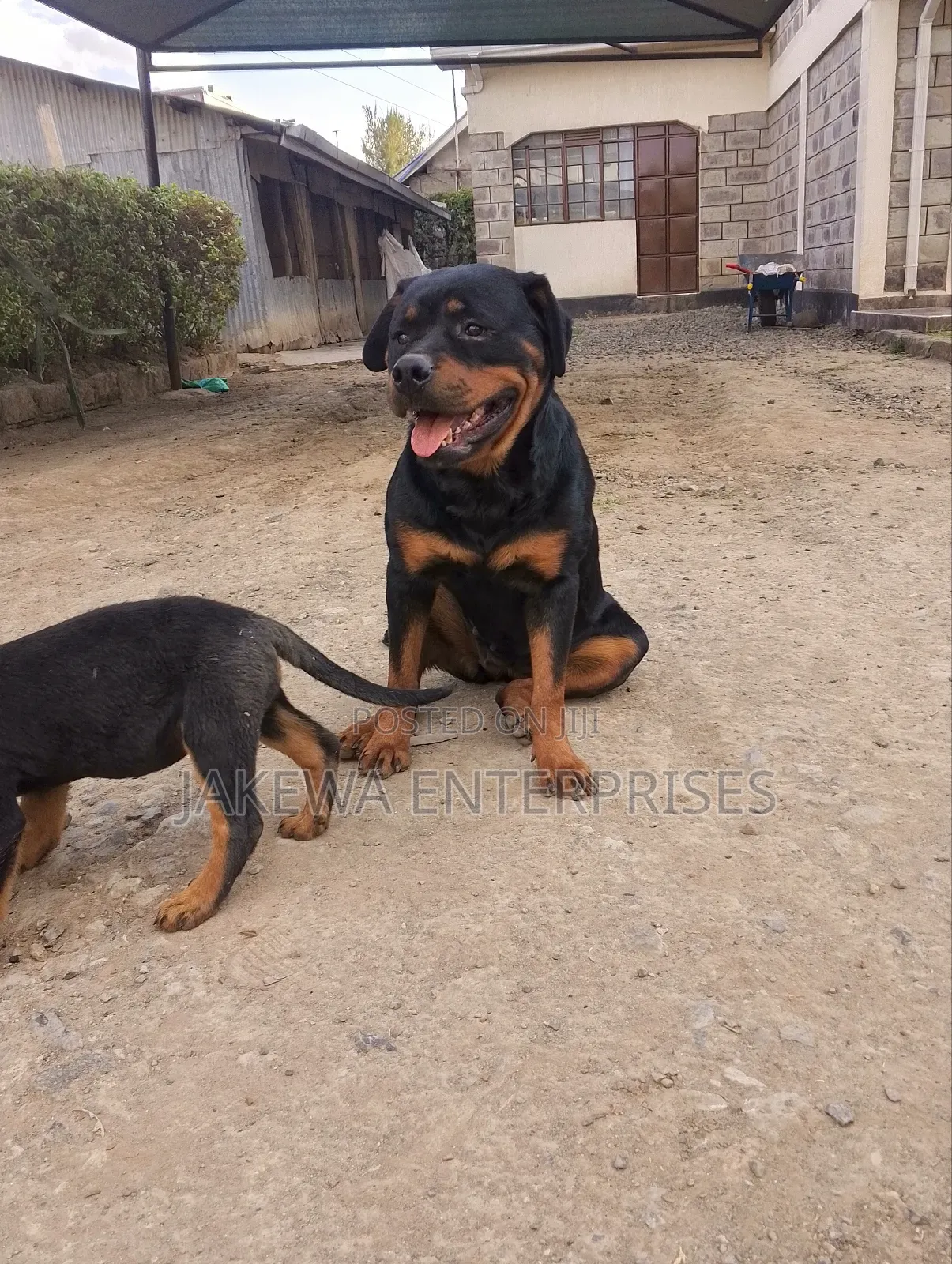 1-3 months Female Purebred Rottweiler
