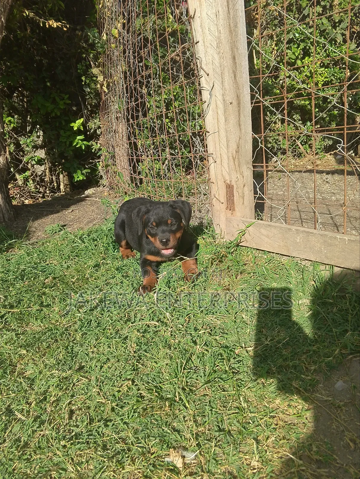 1-3 months Male Purebred Rottweiler