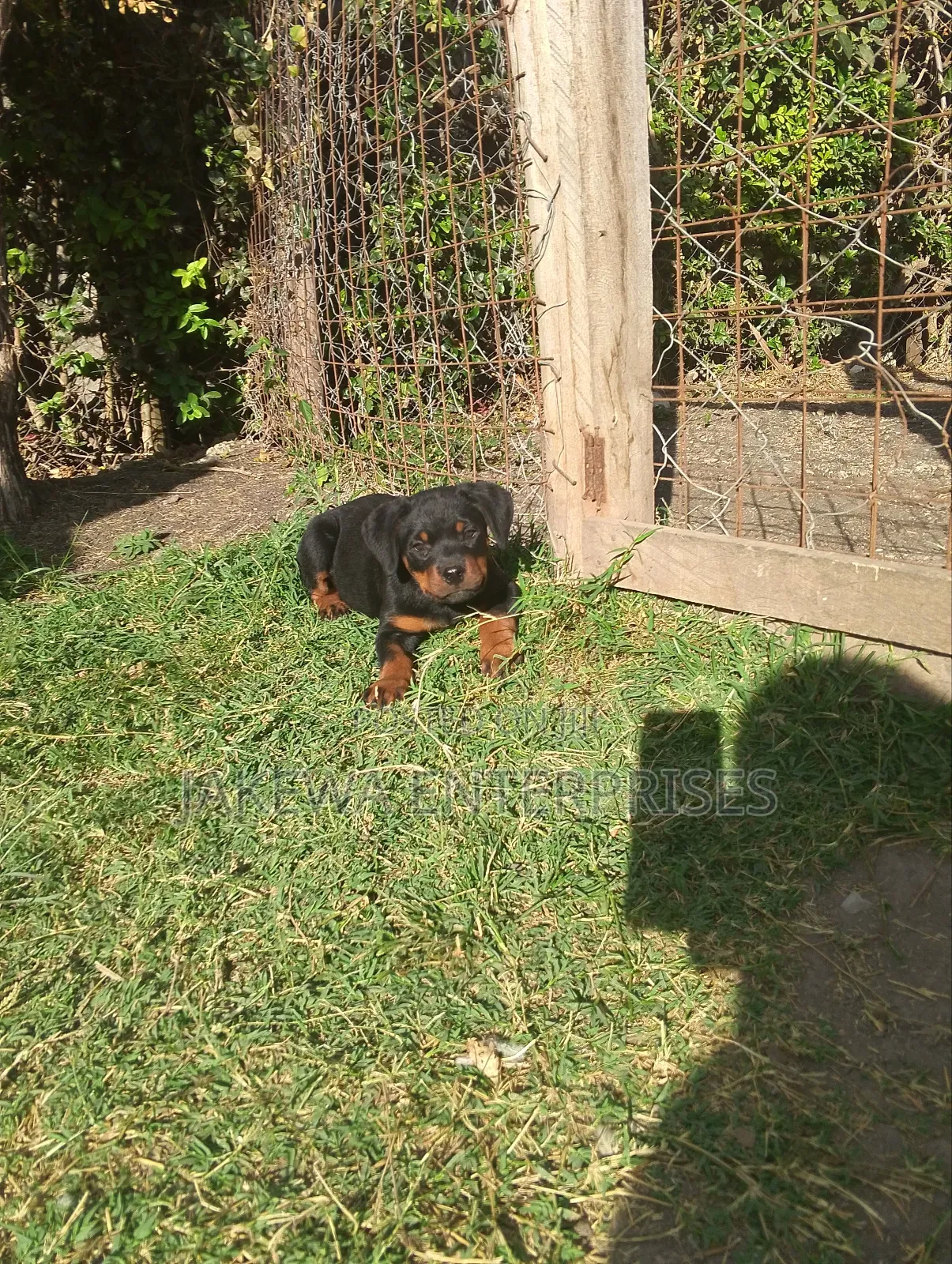 1-3 months Male Purebred Rottweiler