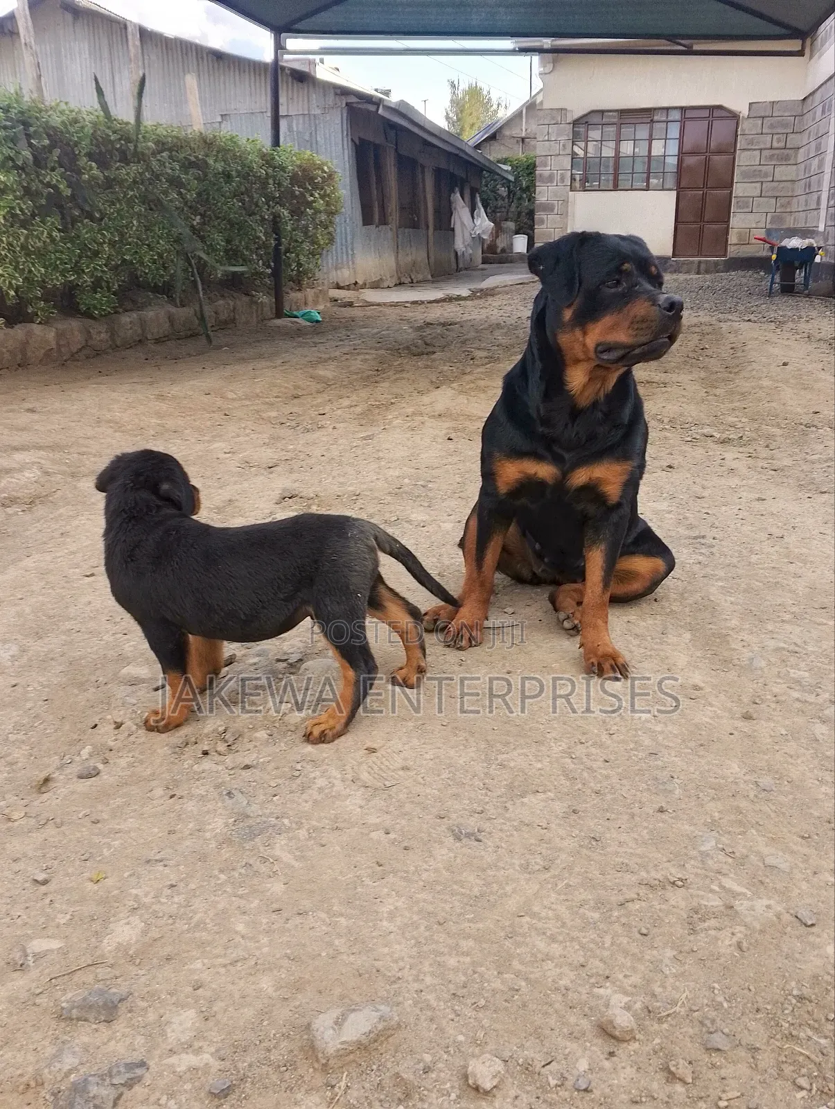 1-3 months Male Purebred Rottweiler