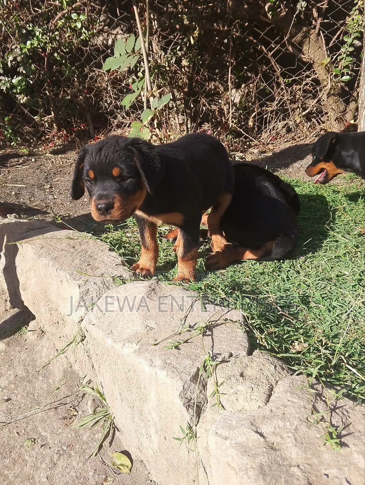 1-3 months Female Purebred Rottweiler