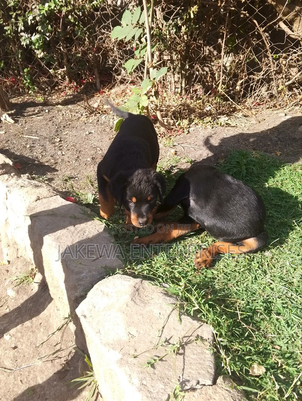 1-3 months Female Purebred Rottweiler