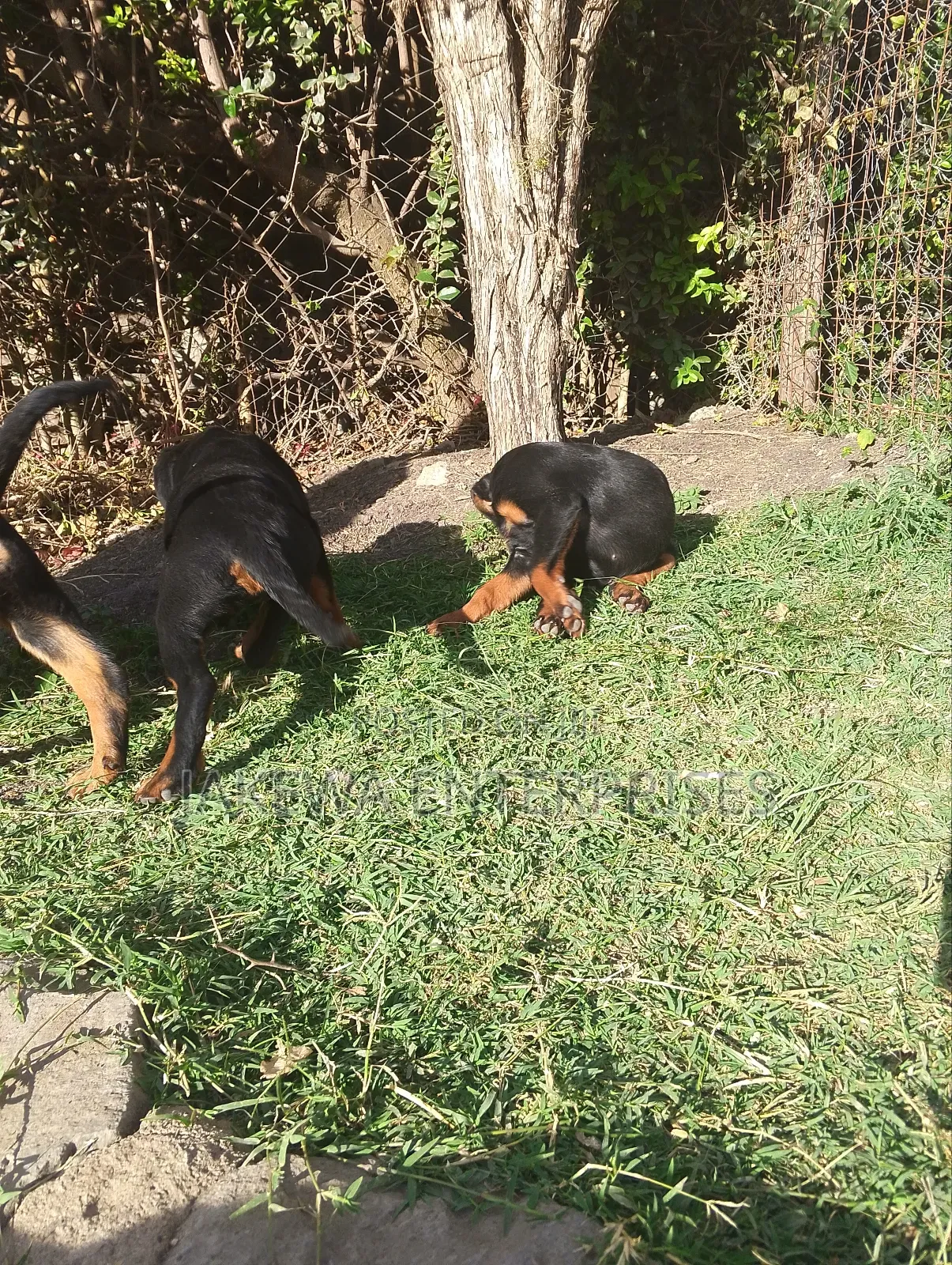 1-3 months Female Purebred Rottweiler