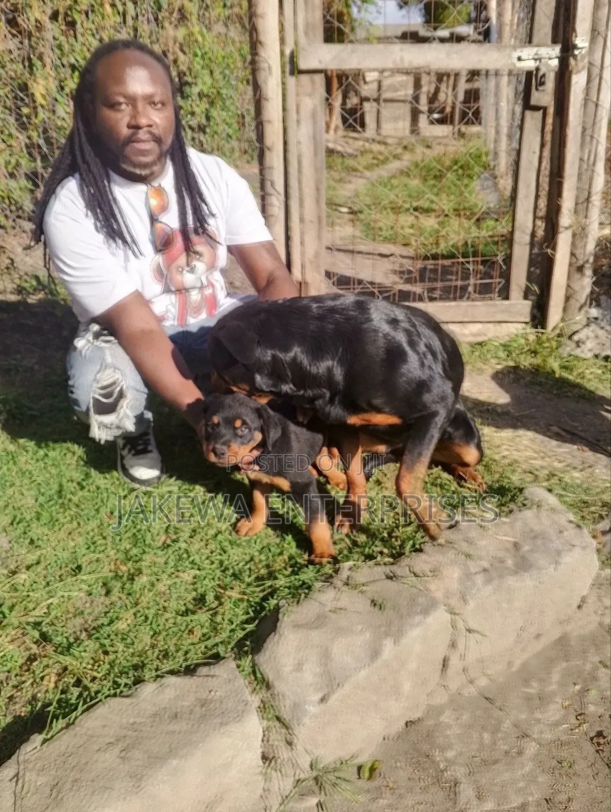 1-3 months Female Purebred Rottweiler