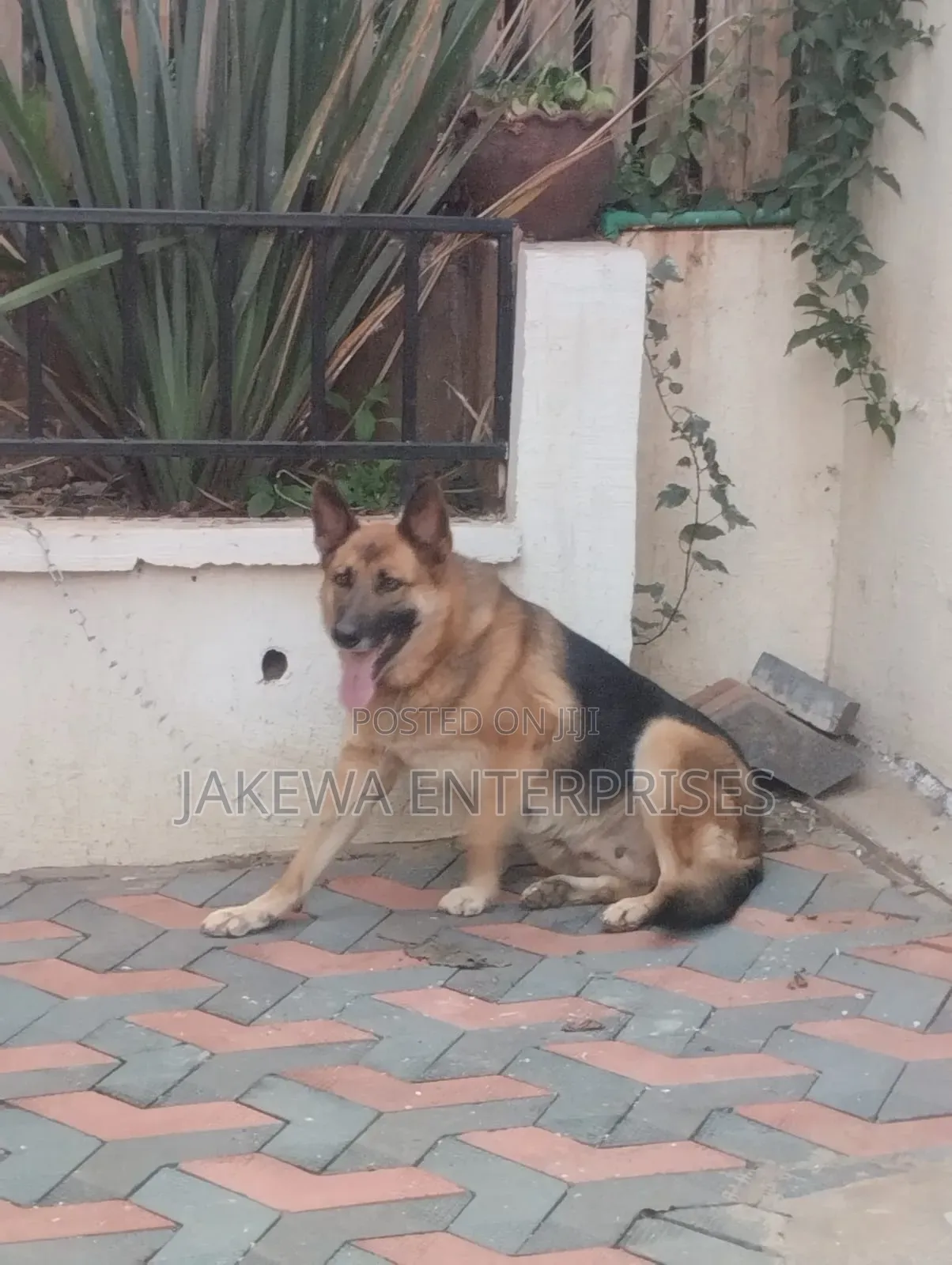 1+ year Female Purebred German Shepherd