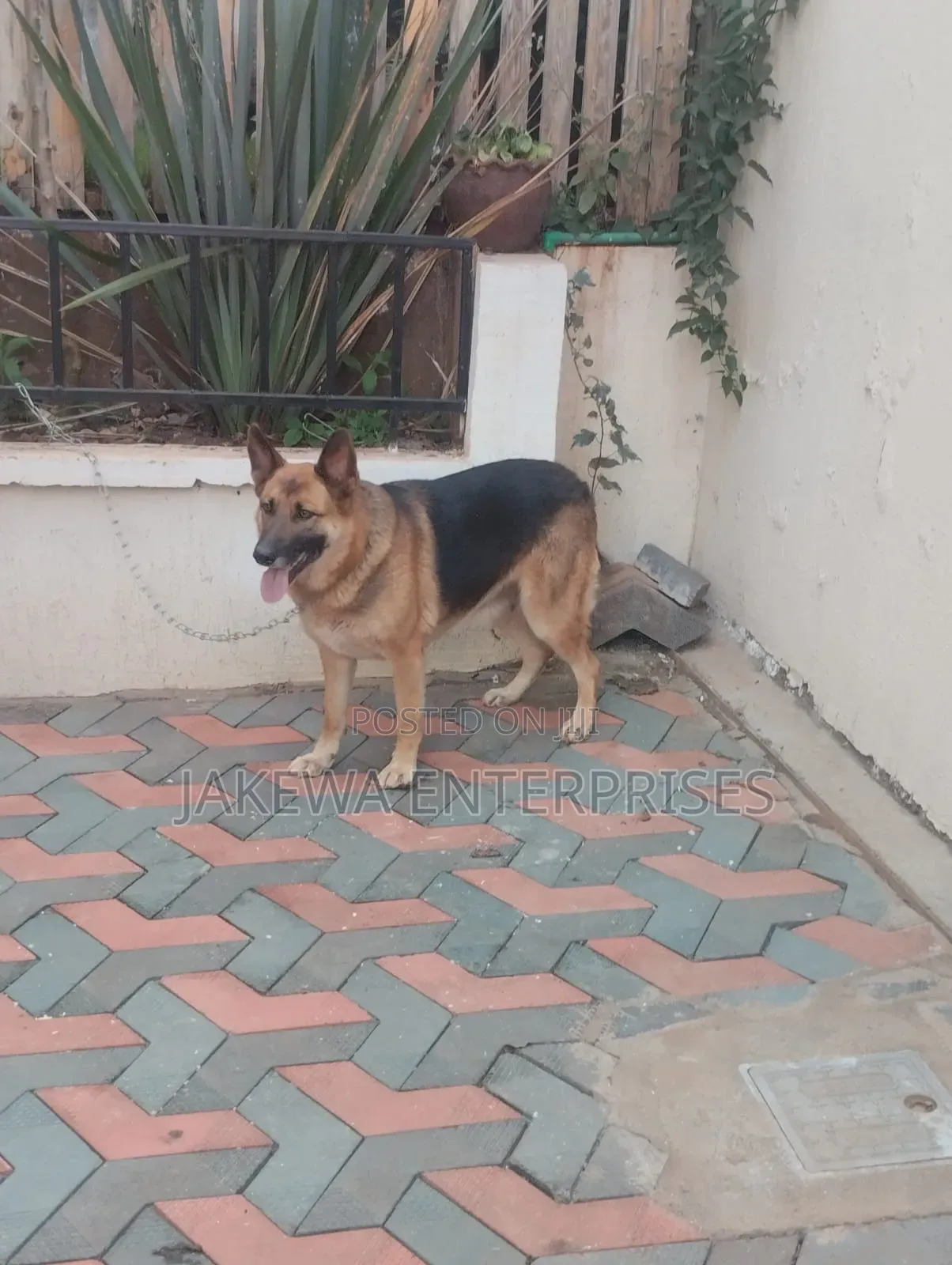 1+ year Female Purebred German Shepherd