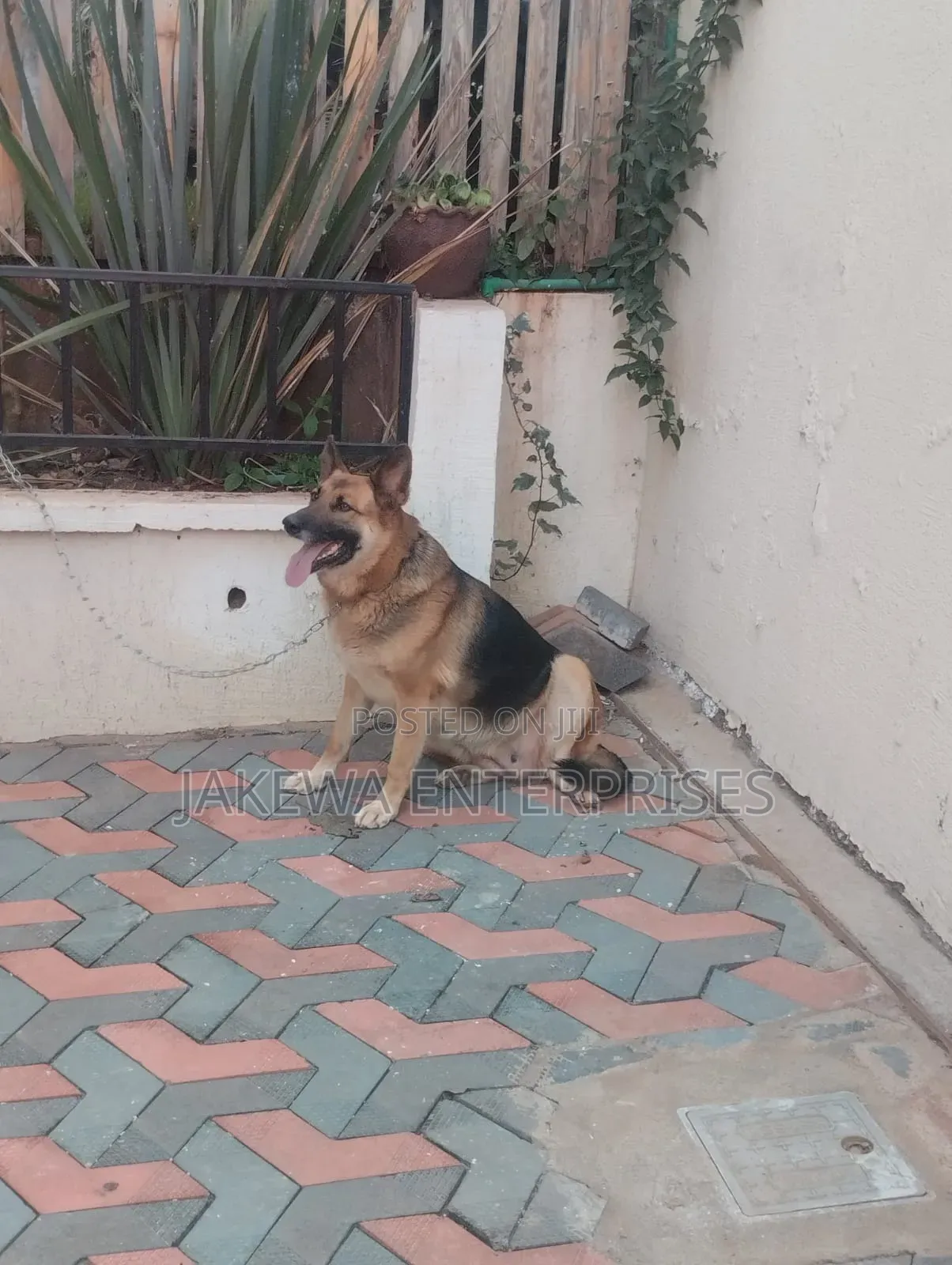 1+ year Female Purebred German Shepherd