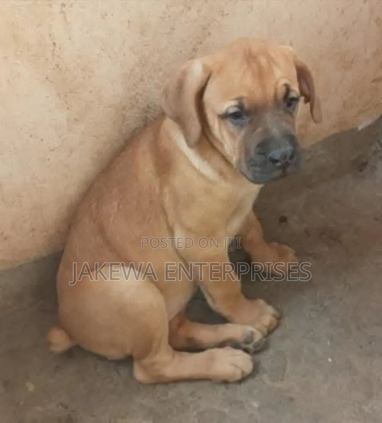 1-3 months Male Purebred Boerboel