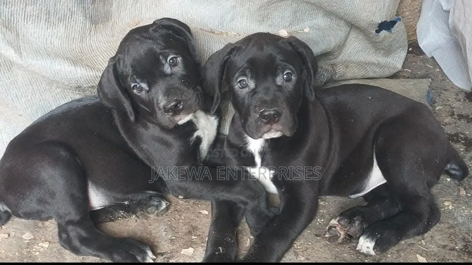 1-3 months Male Purebred Boerboel