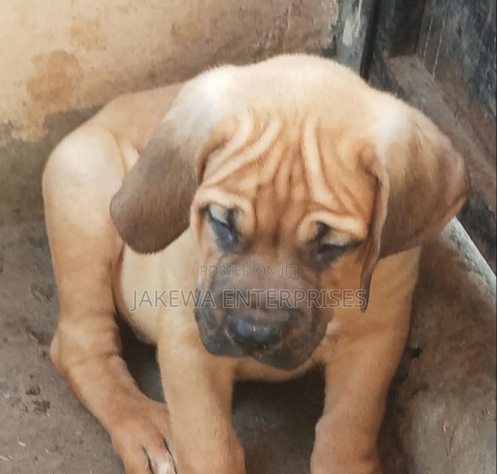 1-3 months Male Purebred Boerboel