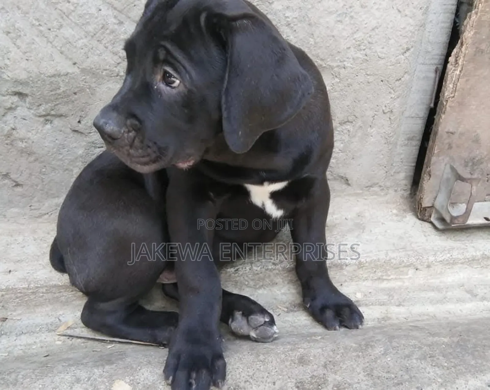 1-3 months Female Purebred Boerboel