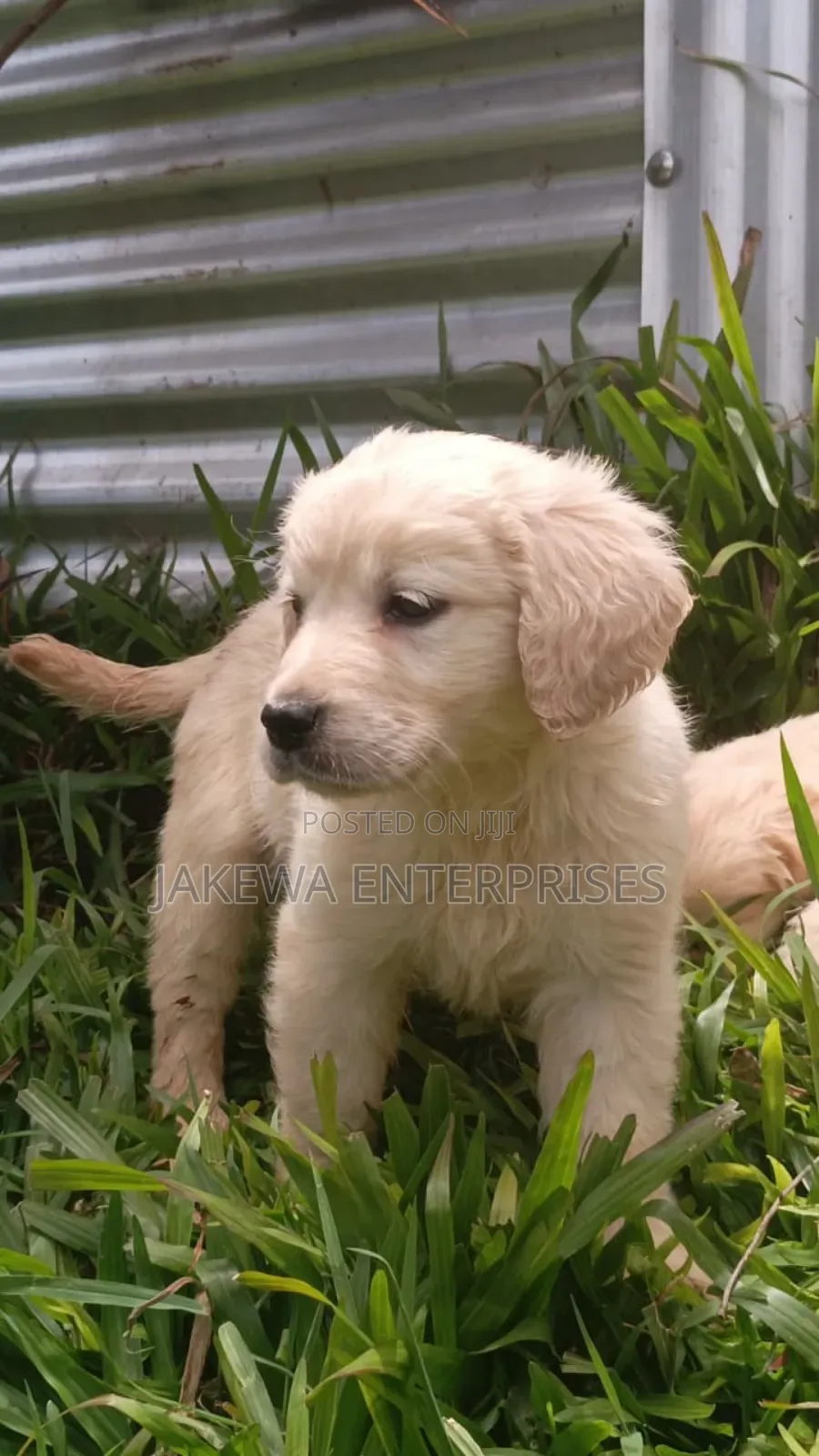 1-3 months Female Purebred Golden Retriever