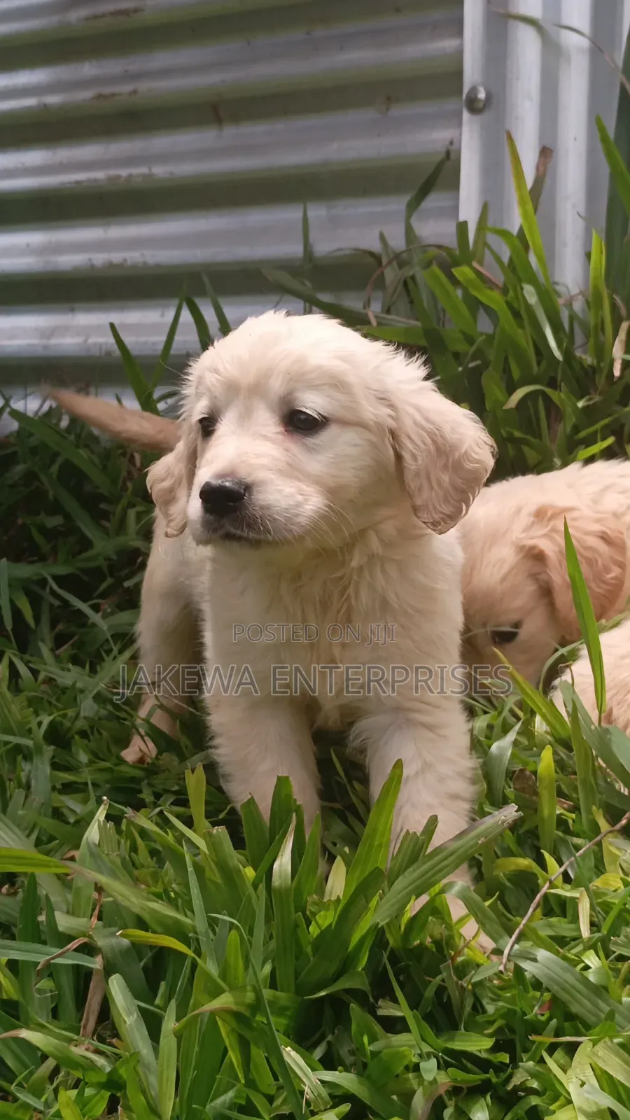 1-3 months Male Purebred Golden Retriever