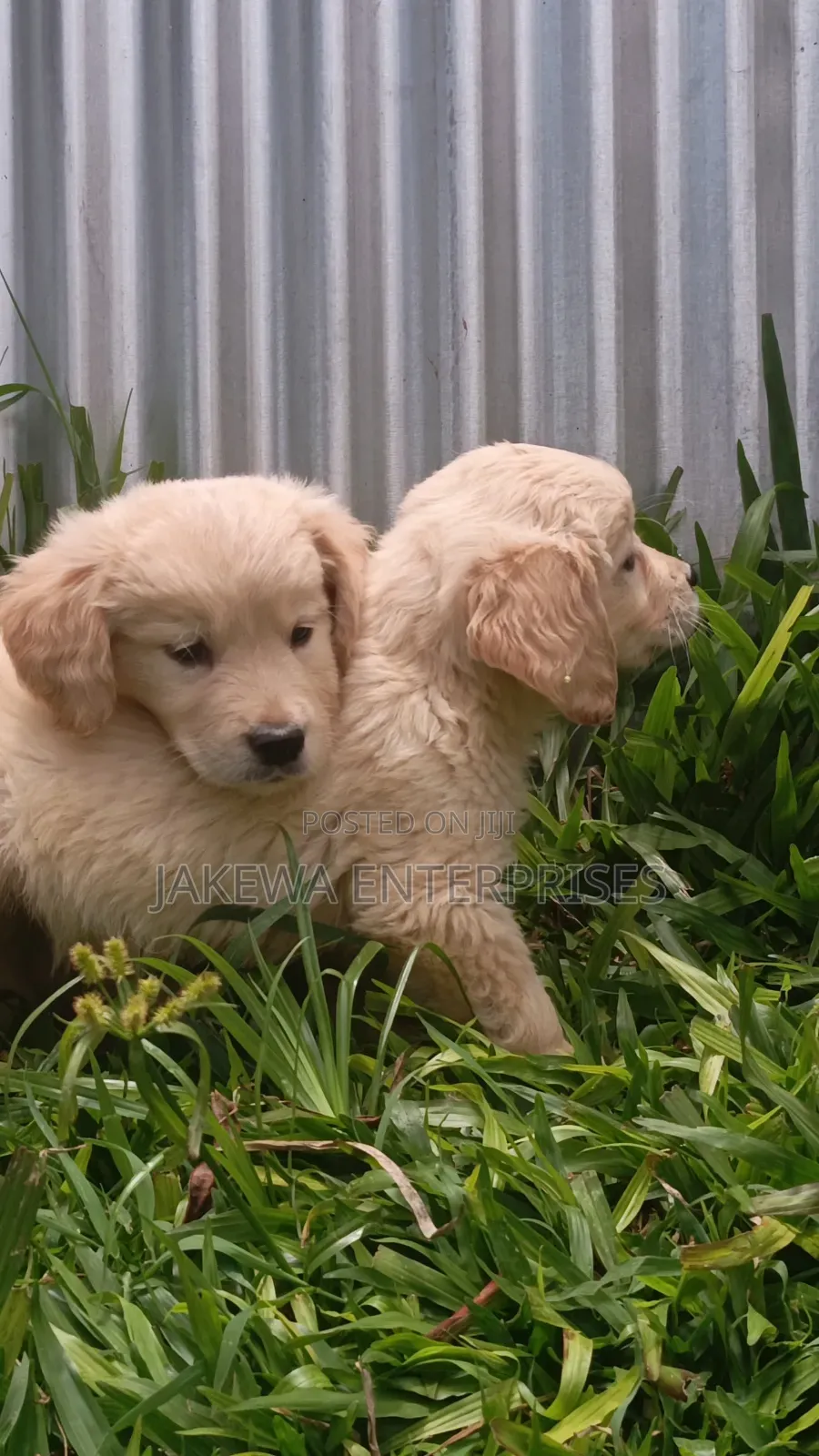 1-3 months Male Purebred Golden Retriever