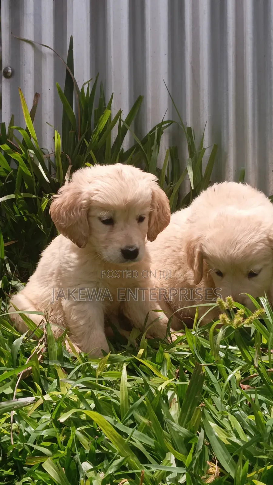 1-3 months Female Purebred Golden Retriever