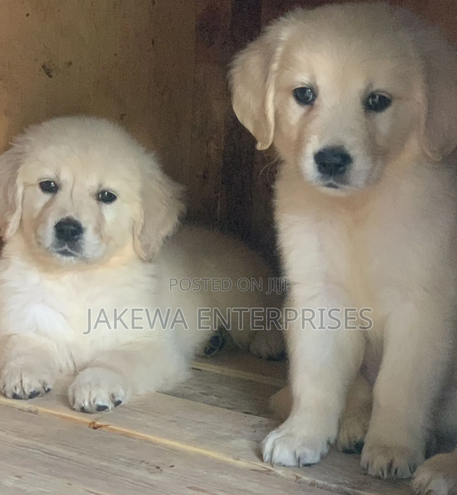 1-3 months Female Purebred Golden Retriever