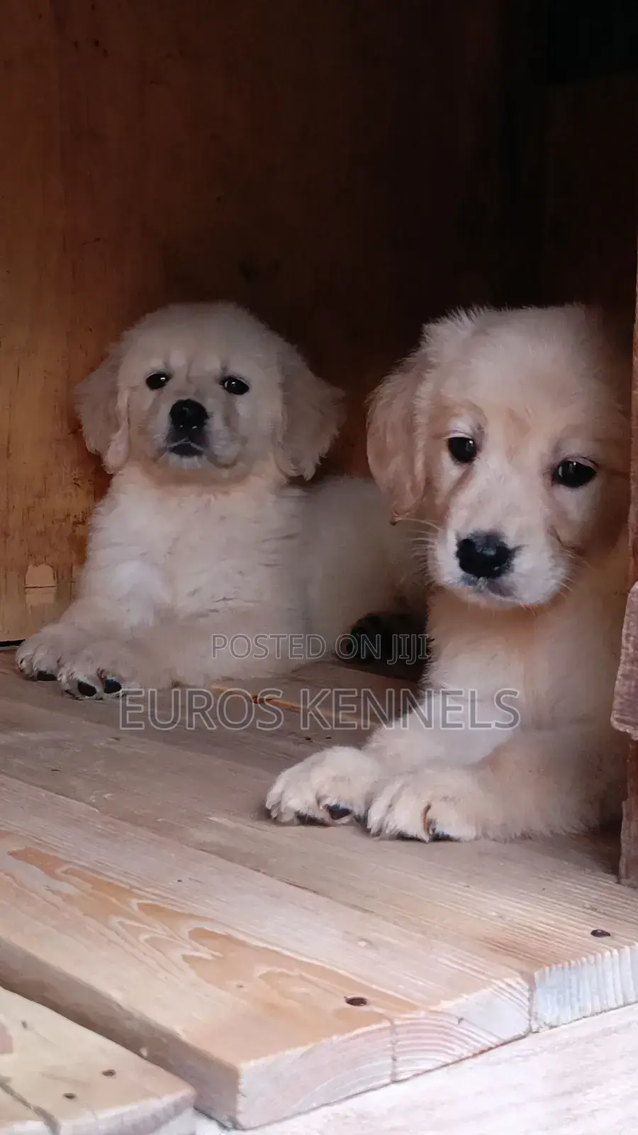 1-3 months Female Purebred Golden Retriever