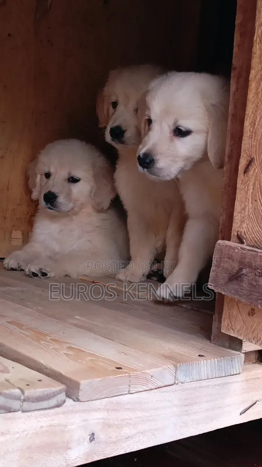 1-3 months Female Purebred Golden Retriever
