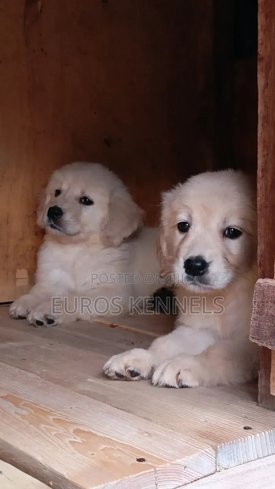 1-3 months Female Purebred Golden Retriever