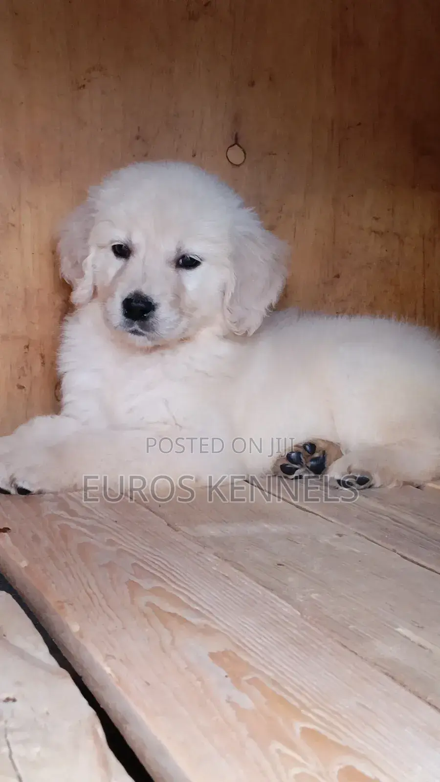 1-3 months Female Purebred Golden Retriever