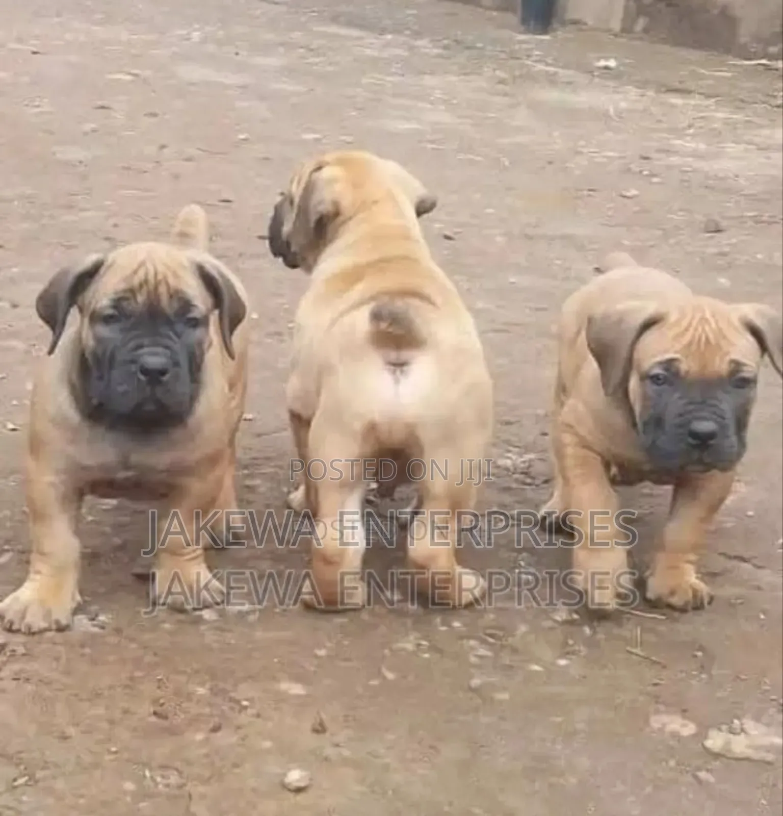 1-3 months Male Purebred Boerboel