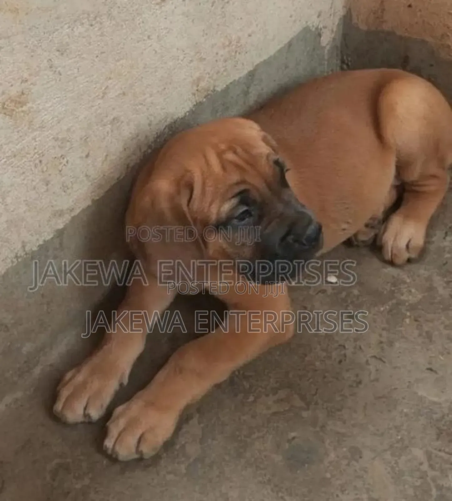1-3 months Male Purebred Boerboel