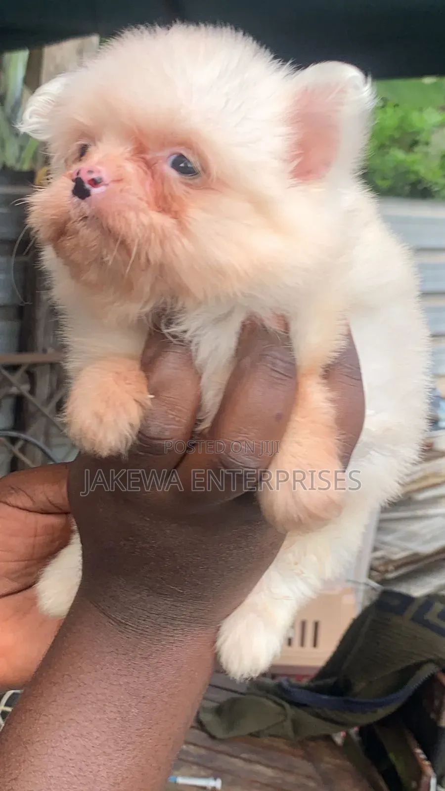 1-3 months Female Purebred Havanese