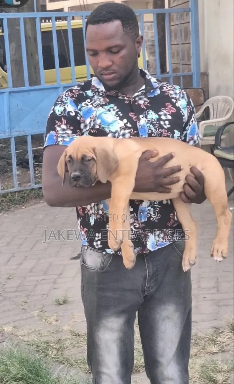 1-3 months Male Purebred Boerboel