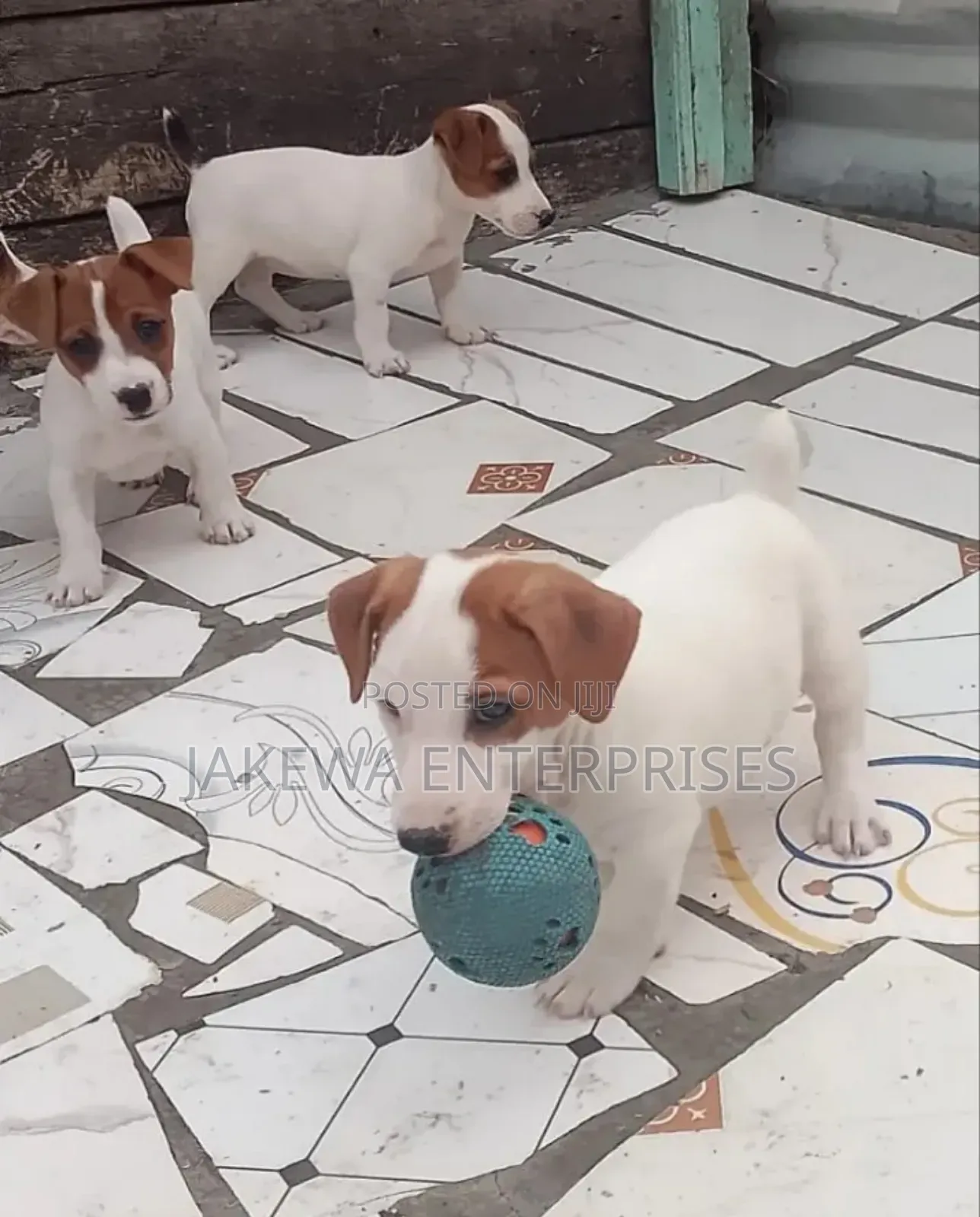 1-3 months Male Purebred Jack Russell Terrier
