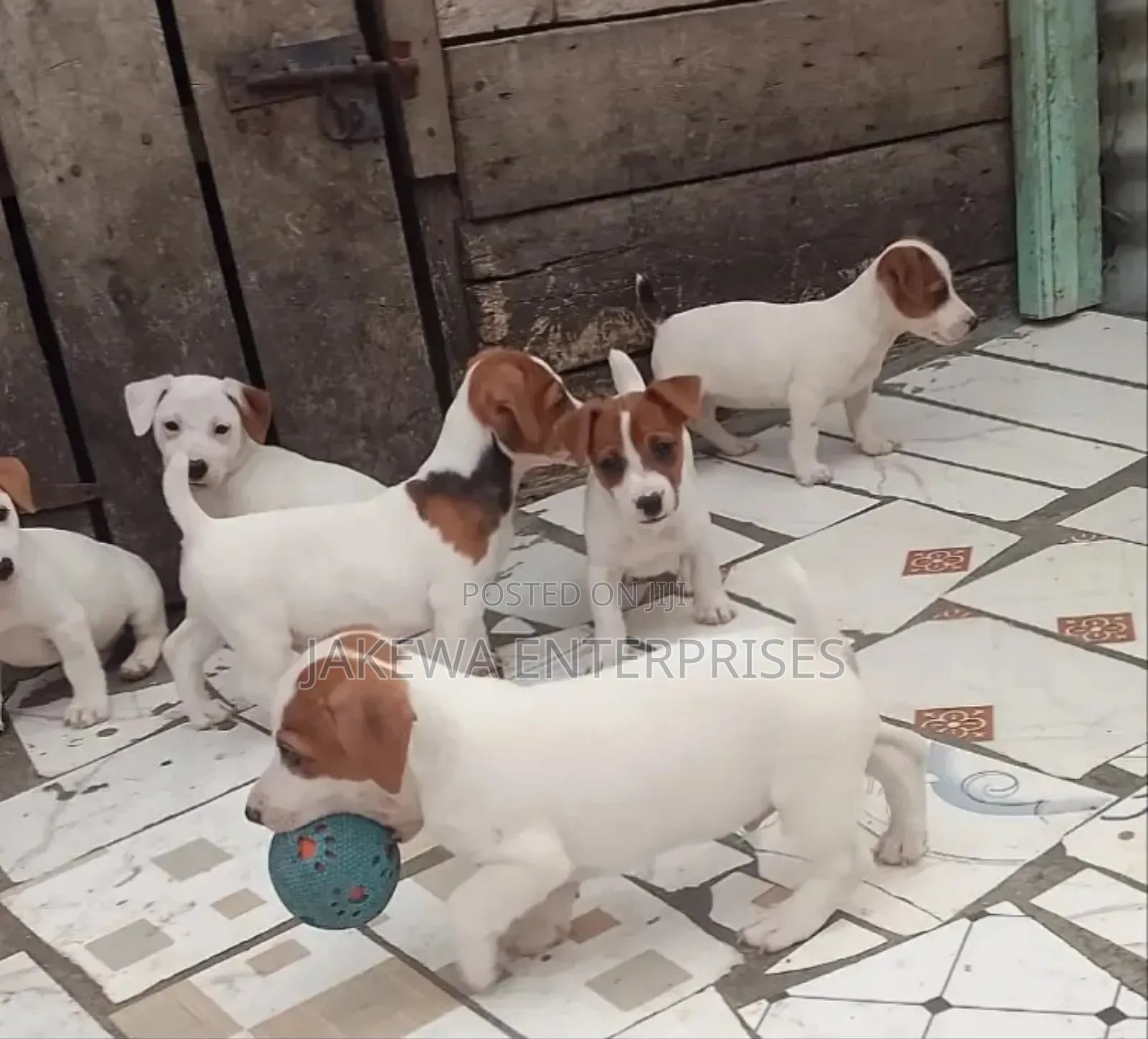 1-3 months Female Purebred Jack Russell Terrier