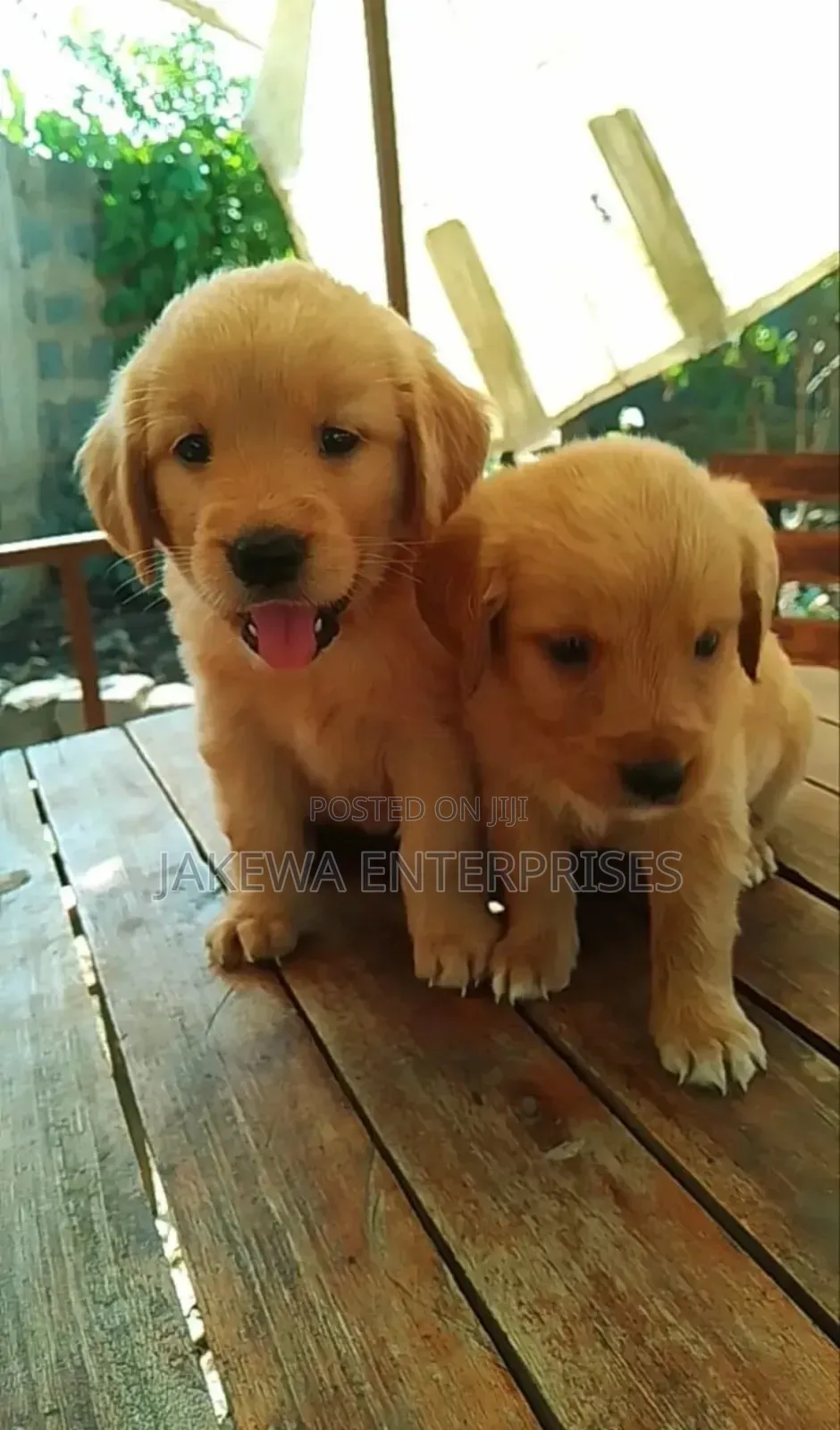 1-3 months Male Purebred Golden Retriever