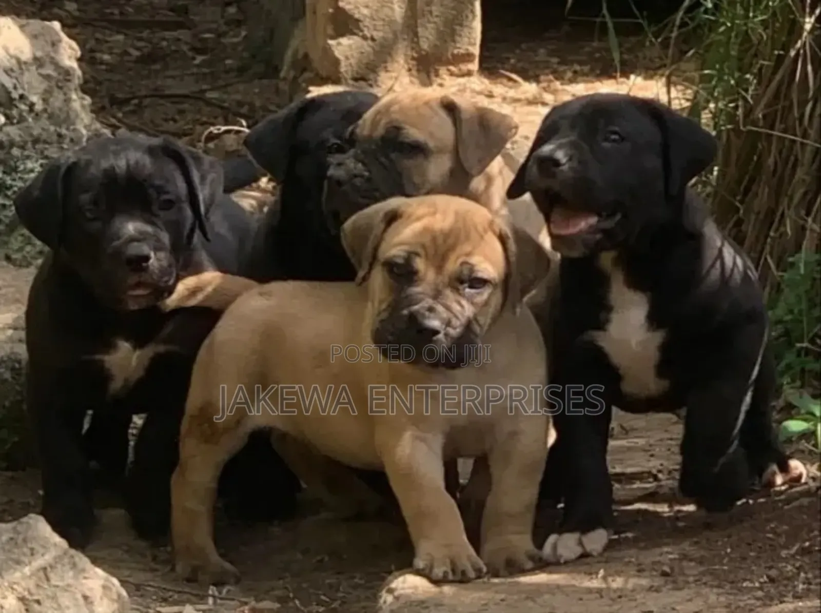 1-3 months Male Purebred Boerboel