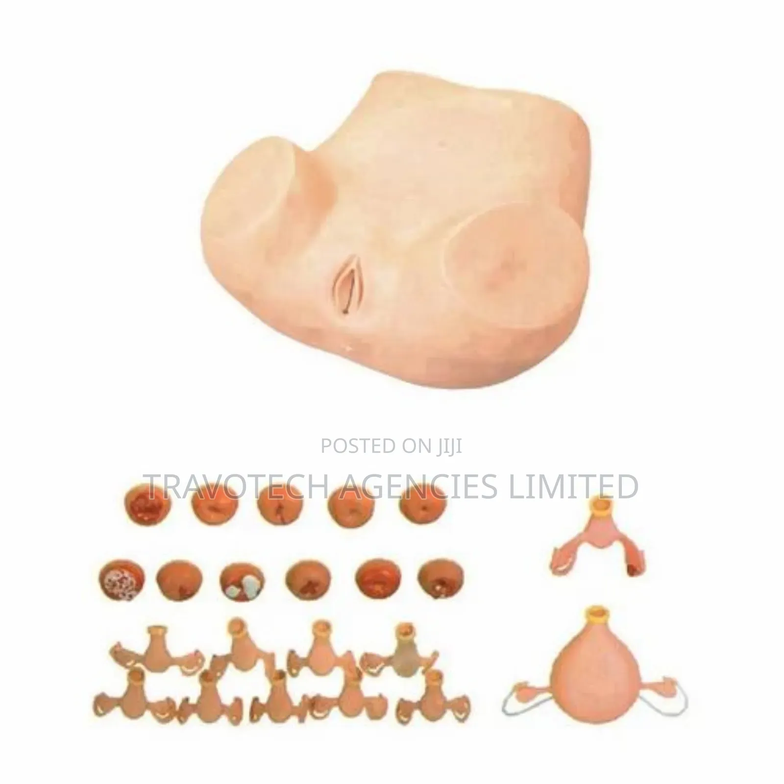 Gynaecological Examination Model (Madam Zoe)
