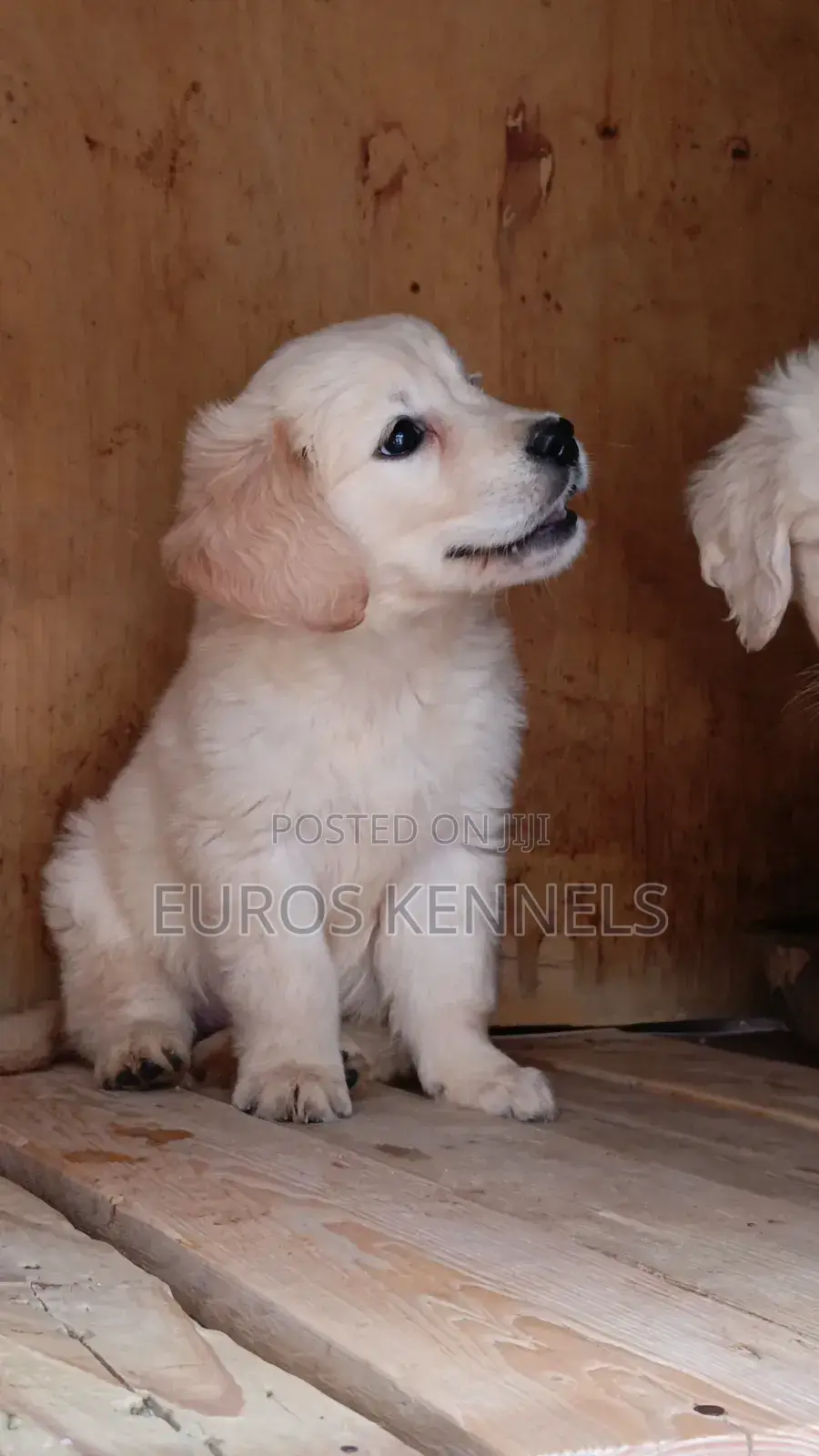 1-3 months Male Purebred Golden Retriever