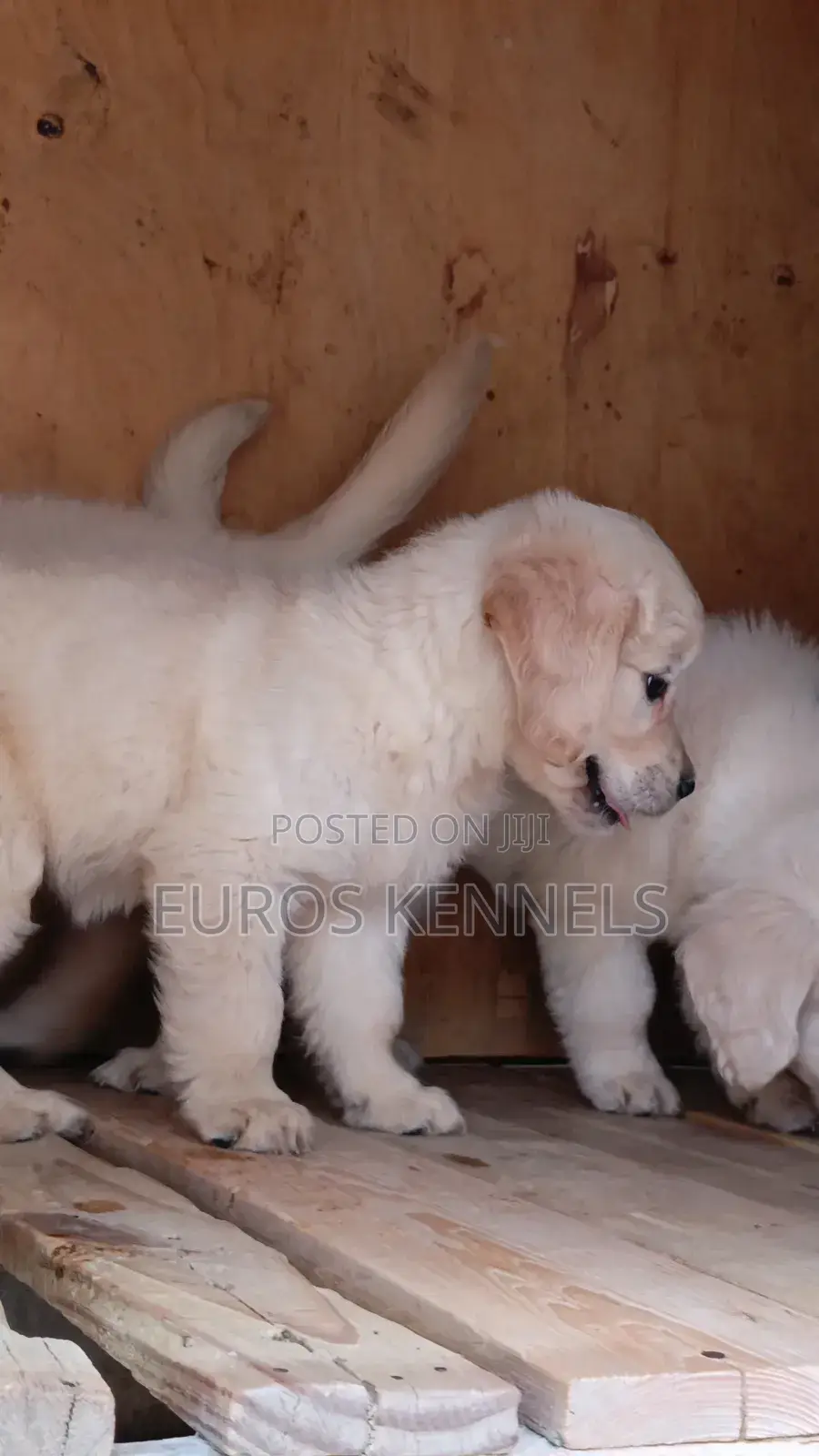 1-3 months Male Purebred Golden Retriever