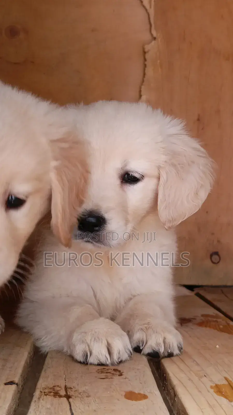 1-3 months Male Purebred Golden Retriever