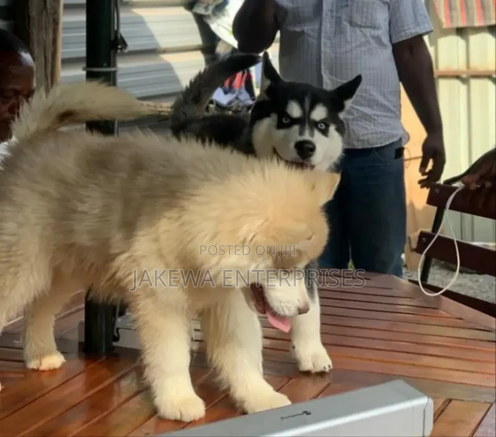 1-3 months Male Purebred Siberian Husky