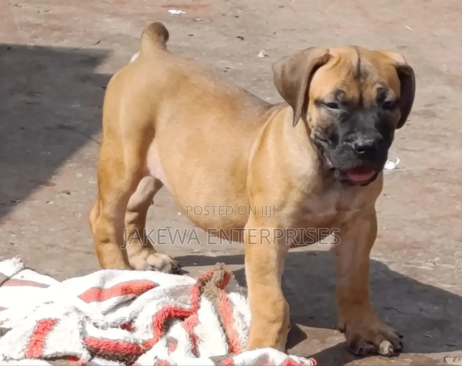 1-3 months Male Purebred Boerboel