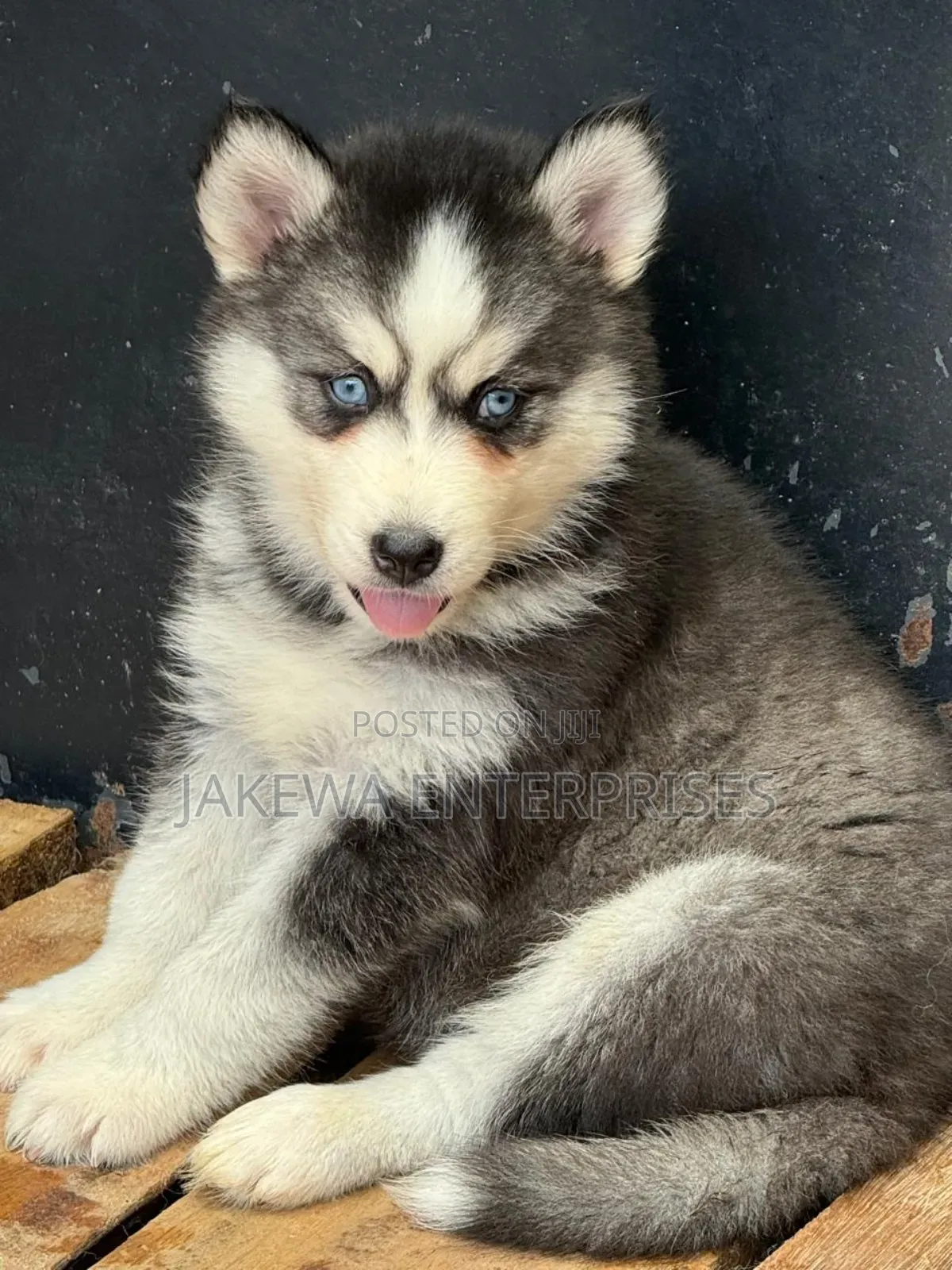 1-3 months Female Purebred Siberian Husky