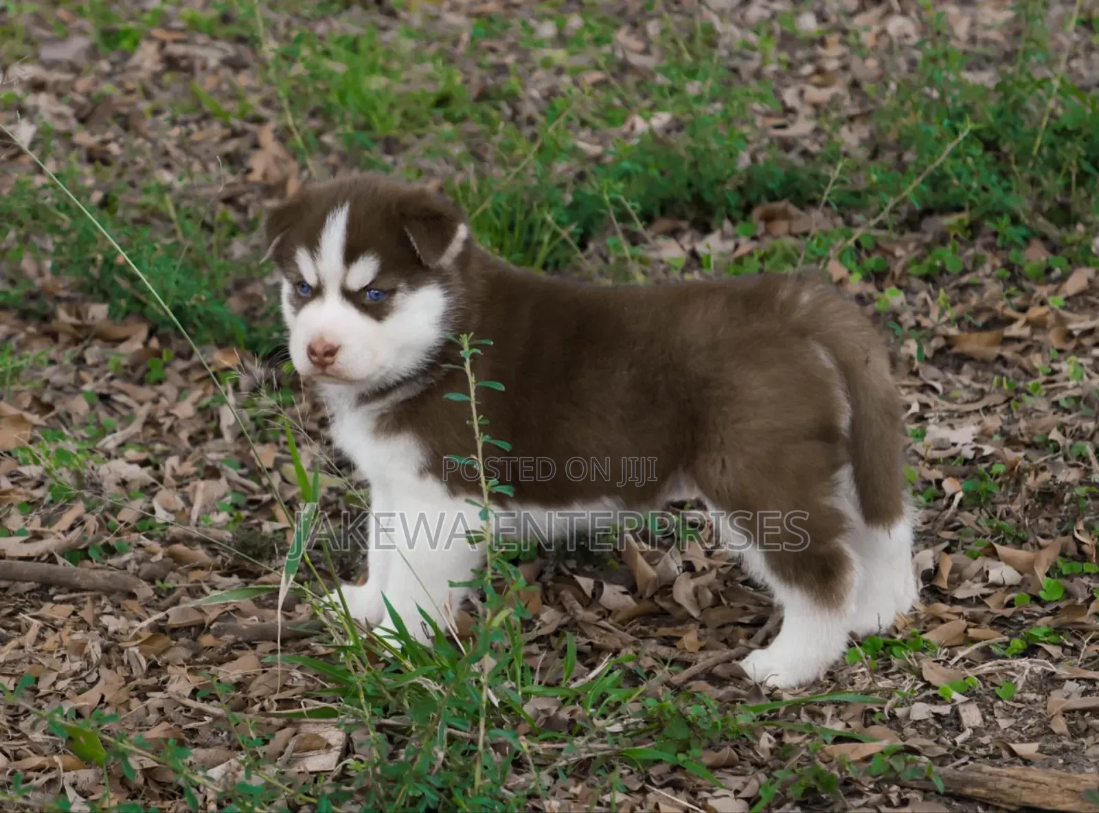 1-3 months Male Purebred Siberian Husky