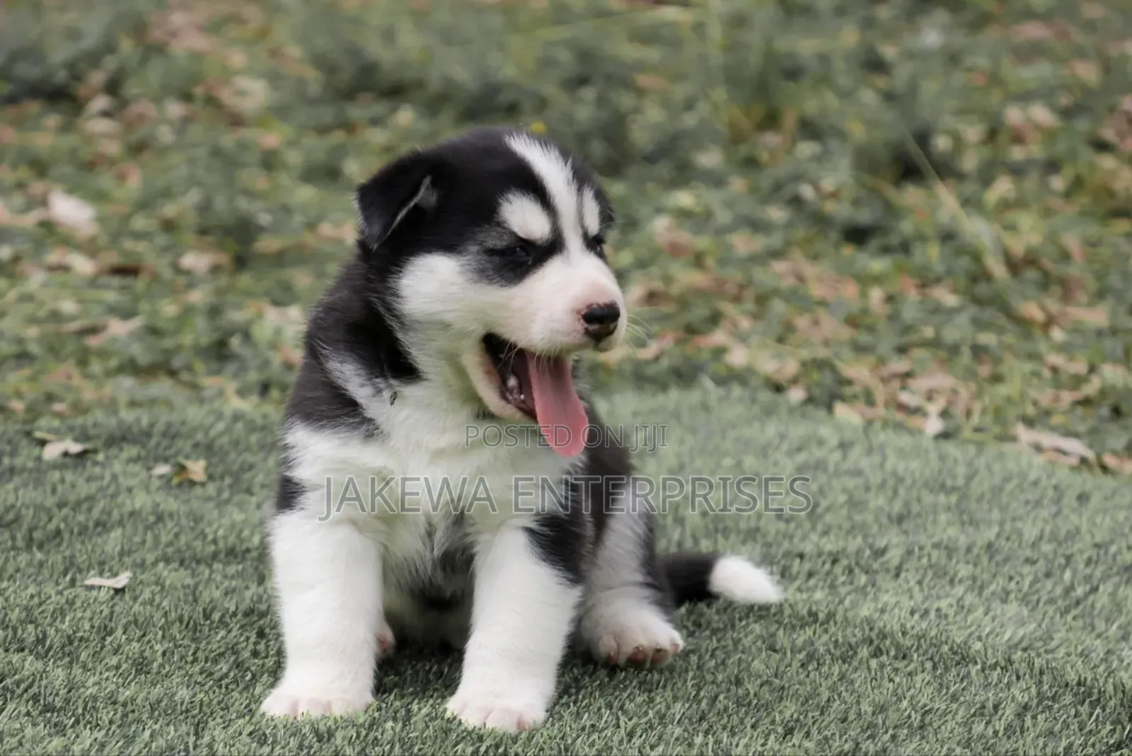 1-3 months Female Purebred Siberian Husky