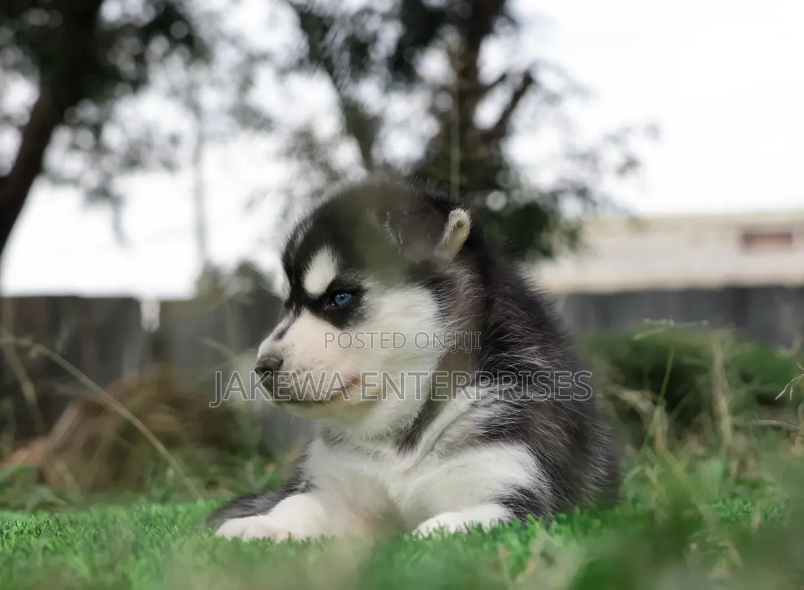 1-3 months Female Purebred Siberian Husky