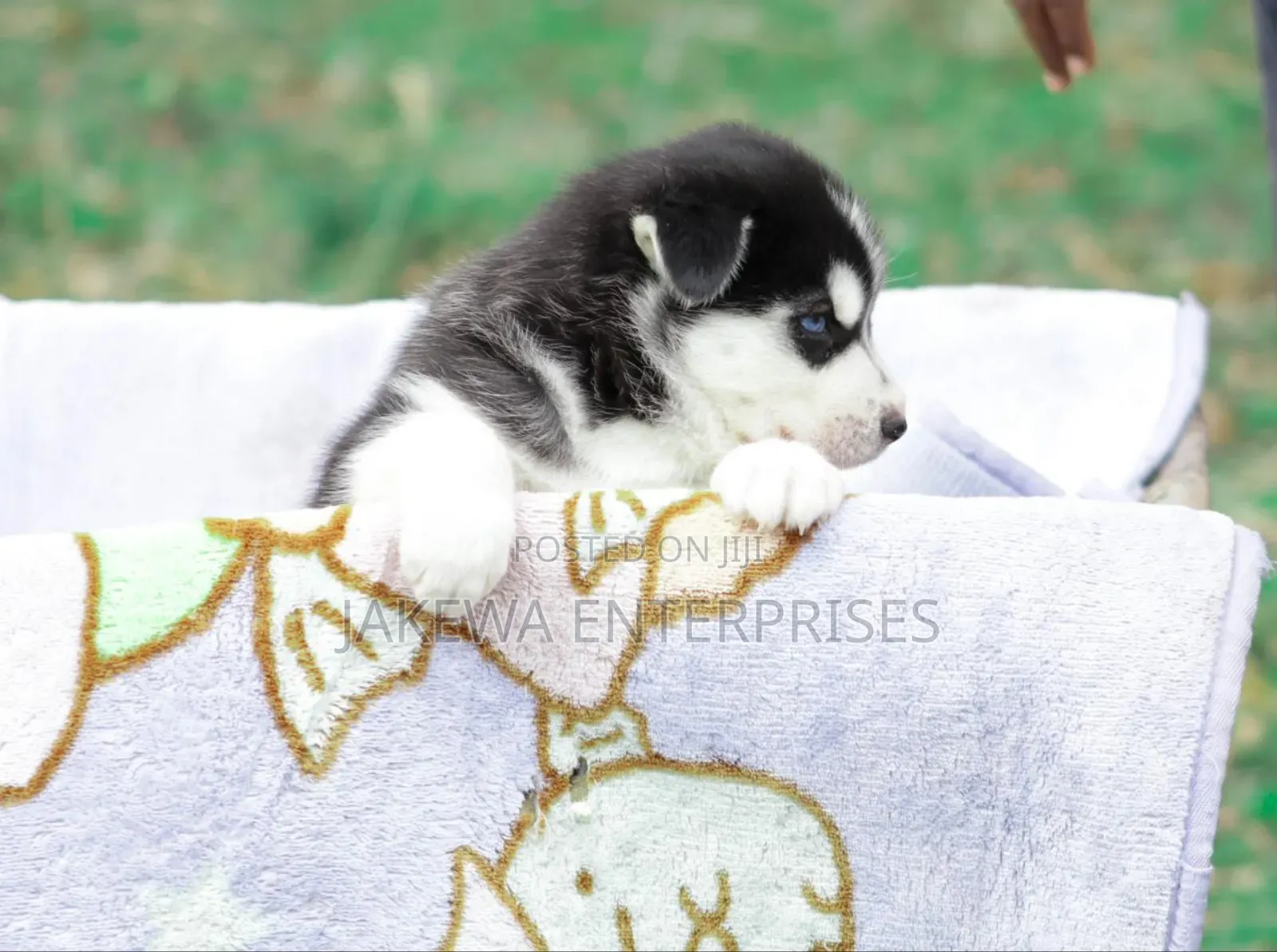 1-3 months Female Purebred Siberian Husky