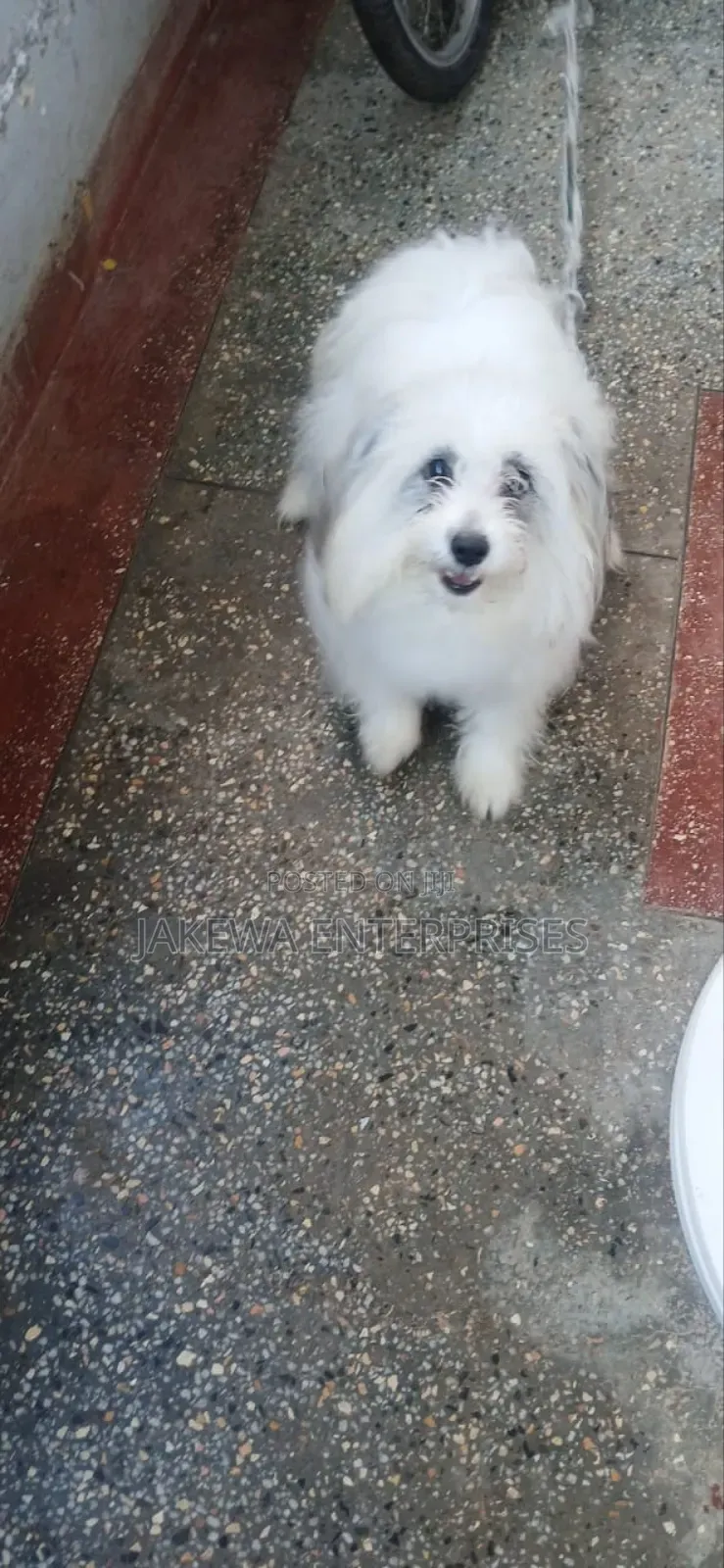 1-3 months Female Purebred Havanese