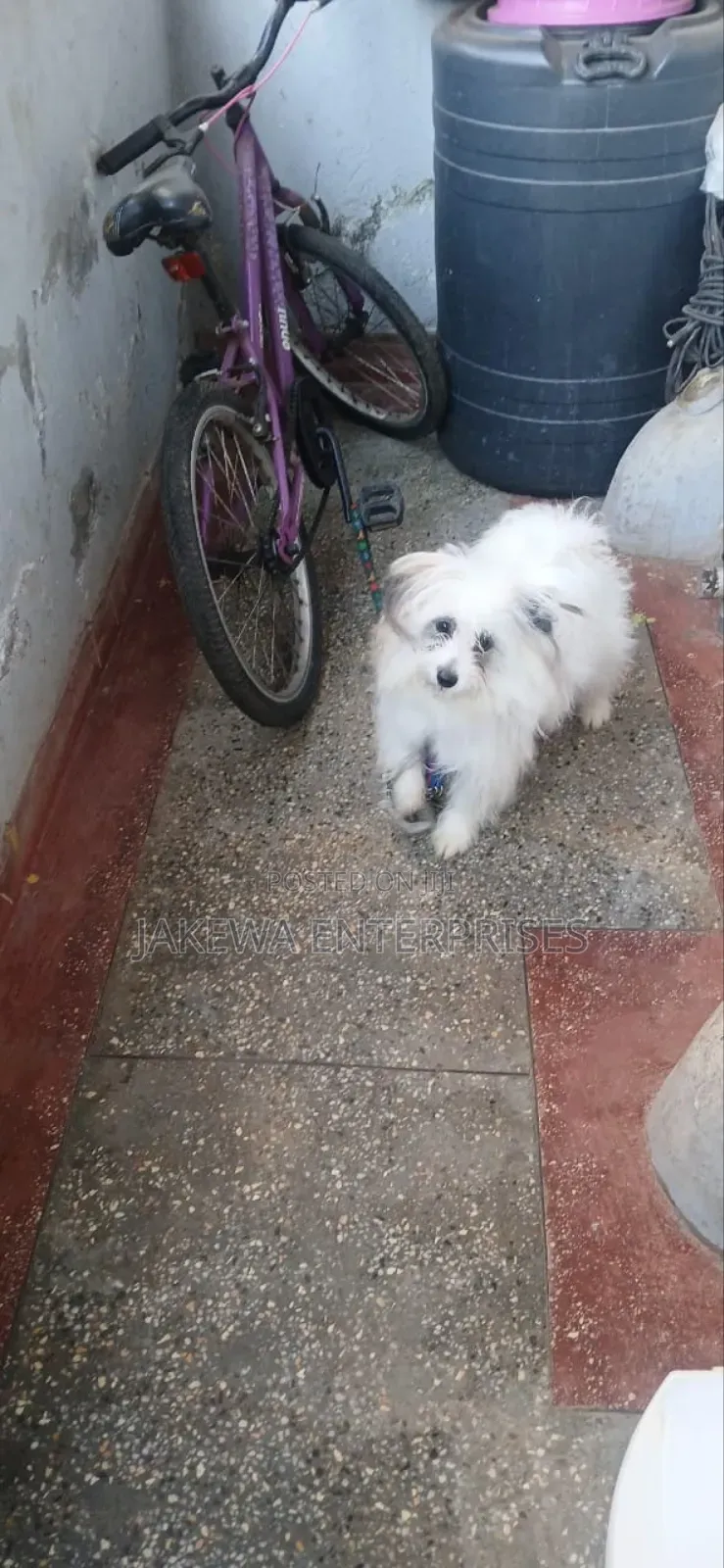 1-3 months Female Purebred Havanese