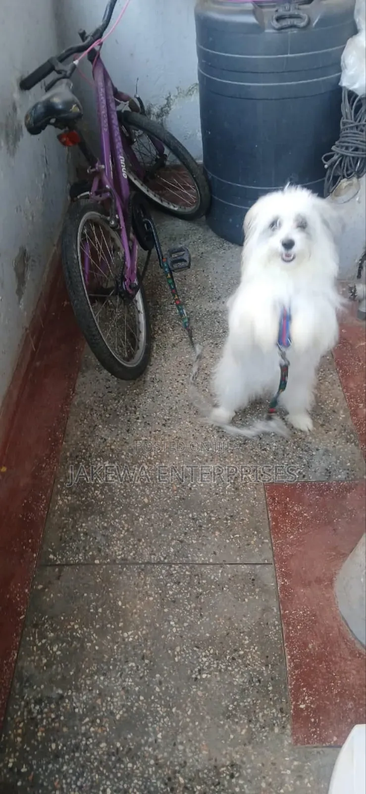1-3 months Female Purebred Havanese